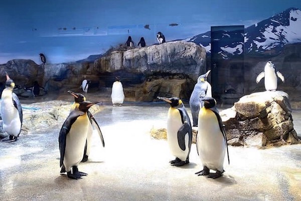 長崎ペンギン水族館｜相談支援事業所あおぞらブログ